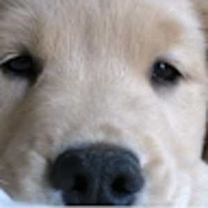 Meet your Posher, Klyde